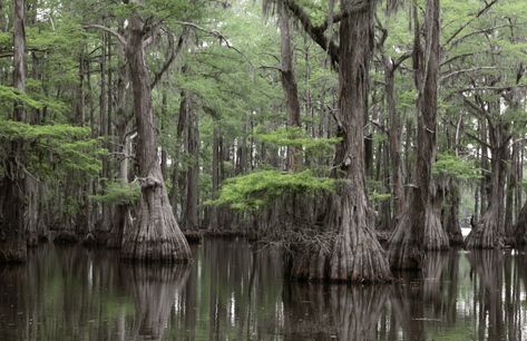 bald cypress | Facts & Description | Britannica Bald Cypress Tree, Cypress Swamp, Bonsai Forest, Italian Cypress, Bristlecone Pine, Bonsai Seeds, Bald Cypress, Specimen Trees, Cypress Trees