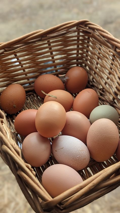 It's nice to have eggs in the backyard while egg prices are skyrocketing #homemaking #homestead #farmersofamerica #ffa #chickens Life Themes, Egg Pictures, Farm Pictures, Farm Eggs, Farm Fresh Eggs, Chicken Farm, Fresh Eggs, Chicken Eggs, Farm Girl