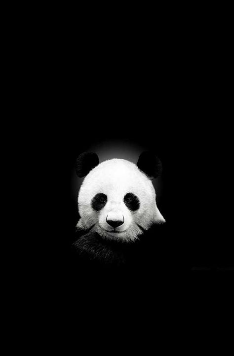 Amoled Wallpapers - Source: Line Deco - Imgur Panda Wallpaper Cute Black, Panda Wallpaper Iphone, Black Hd Wallpaper, Black Hd, Panda Drawing, Qhd Wallpaper, Amoled Wallpapers, Joker Wallpapers, Panda Art