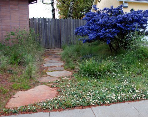 Ceanothus 'Dark Star',  this blue flowering plant can be pruned as a small tree Festuca Californica, Fragaria Chiloensis, Plant Space, Pool Surround, California Lilac, Trees For Front Yard, Front Yard Plants, California Native Plants, Native Plant Gardening