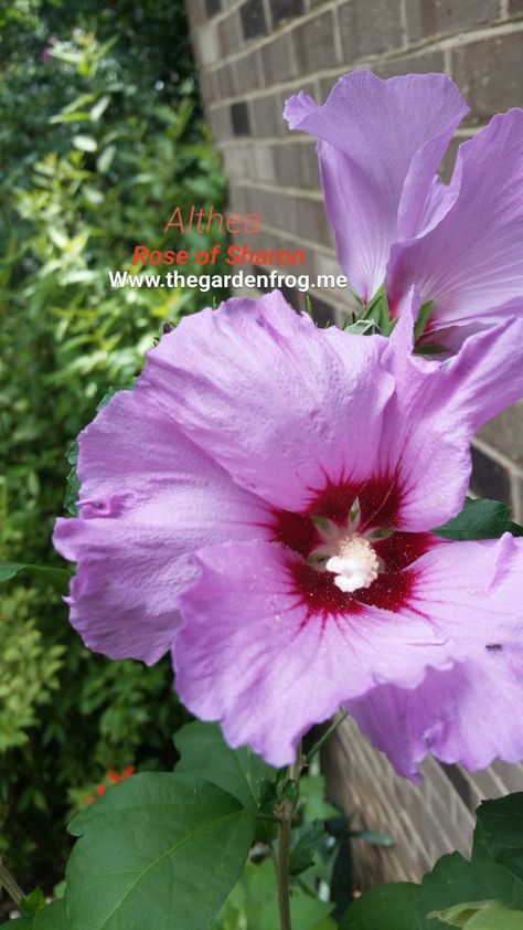 Rose of Sharon, Althea, Hibiscus syriacus Can be invasive in many areas grows zone 5-9 Althea Plant, Rose Of Sharon Tree, Rose Of Sharon Bush, Nail Art Rose, The Rose Of Sharon, Hibiscus Care, Wallpaper Rose Gold, Crepe Myrtles, Yard Crafts