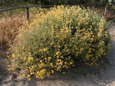 Helichrysum Curry Care - Learn About Growing An Ornamental Curry Plant Curry Tree, Curry Plant, Curry Leaf Plant, Curry Leaf, Helichrysum Essential Oil, Helichrysum Italicum, Types Of Herbs, Tree Species, Plant Information