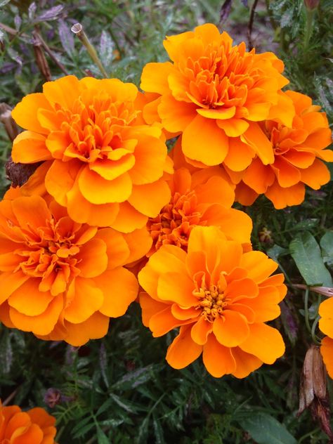 Ontario Flowers, Friends Trend, Giant Paper Roses, Marigold Flowers, Fleur Orange, Flowers Orange, Marigold Flower, Flower Landscape, Orange Wallpaper