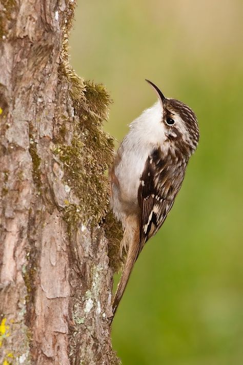 Brown Creepers can be tough little birds to spot since they are almost always found on a tree trunk walking upward looking for food.  After they get high enough on the trunk, they'll fly down to the base of the tree (or another tree) and repeat this hunting process.  They blend in very well with tree bark.  I captured this one in Nov. 2009 at the Ridgefield NWR. Brown Creeper, Birdhouses Bird Feeders, List Of Birds, Wildlife Artists, Bird Sculpture, Photo Tree, Backyard Birds, Small Birds, Birds Of Prey