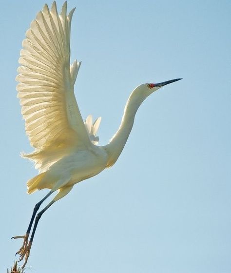 Crane Tattoo, Tattoo Animal, Bird Template, White Crane, Crane Bird, Bird Tattoo, Laura Ingalls, Herons, Bird Watcher