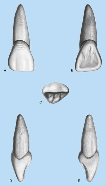 Maxillary Central Incisor, Clinical Aesthetic, Tooth Morphology, Dentistry Aesthetic, Teeth Anatomy, Dentist Art, Chemistry Basics, Teeth Drawing, Dental Hygiene School