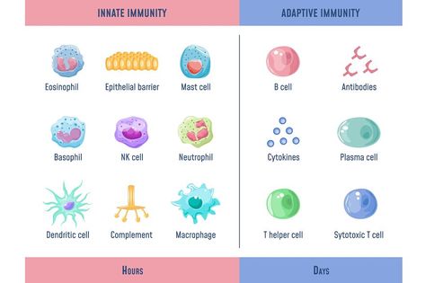 Immune System Illustration, Immune System Cells, Adaptive Immunity, Innate Immunity, Bio Notes, Medical Vector, Adaptive Immune System, Immune Cells, Improve Nutrition