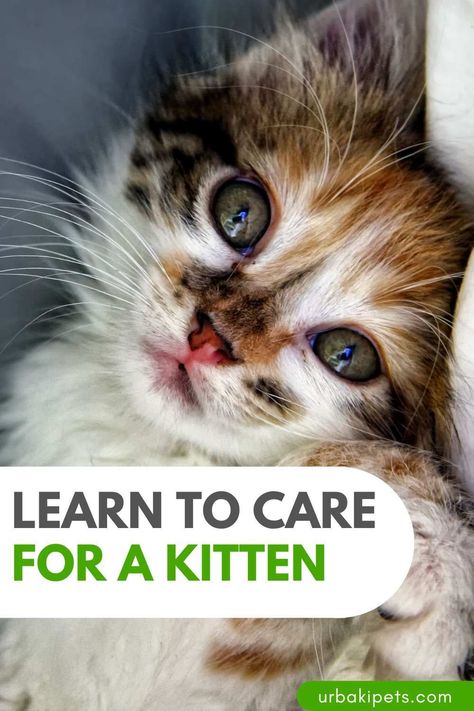 Whether you've just adopted a kitten into your home or are just thinking about it, there are a lot of things you need to know. In this AnimalWised video, you can learn everything you need to know about how to care for a kitten. Their diet, hygiene, education, socialization, habits and health are key areas that we must attend to. By adopting a kitten, we take on the responsibility of taking care of all his basic needs and doing our best to help him lead a happy and healthy life. This means... Raising Kittens, Adopting A Kitten, Lovely Friends, Basic Needs, Cat Boarding, Happy And Healthy, Kitten Adoption, Cute Photos, Fun Activities