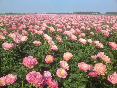 Peony Field in Holland Peonies Field, Peony Field, Garden Peonies, Prayer Closet, Cd Design, Flower Farmer, Peonies Garden, Nothing But Flowers, Gardening Advice