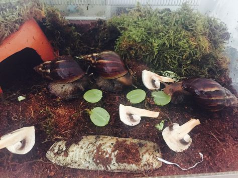 Snail Cage Ideas, African Land Snail Tank Ideas, Snail Tank Ideas, Snail Achatina, Snail Enclosure, Pet Snail Terrarium, African Land Snail, Snail Terrarium, Rollie Pollie