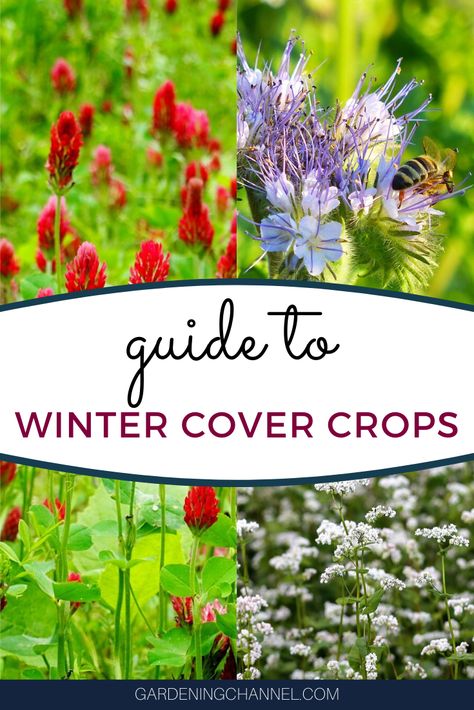 Plant cover crops to benefit garden soil. Follow this gardening guide on top winter cover crops to learn which cover crops to plant in the garden and how to plant them. #gardeningchannel #gardening #gardensoil #soilamendment #vegetablegardening Winter Cover Crops For Gardens, Cover Crops For Gardens, Nest Ideas, Prince Wedding, Cover Crops, Healthy Soil, Gardening Planting, Gardening Guide, Regenerative Agriculture