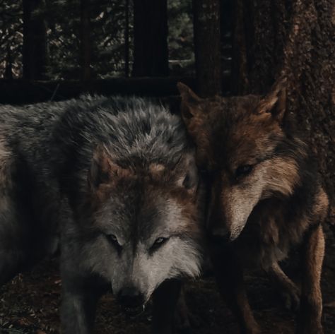 Pfp Vampire, Leah Clearwater, Seth Clearwater, Twilight Wolf Pack, Vampire Werewolf, Twilight Jacob, Twilight Wolf, Twilight Saga Breaking Dawn, Werewolf Aesthetic