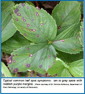 Strawberry Varieties, Plant Pathology, Strawberry Leaves, Strawberry Patch, Growing Strawberries, Plant Diseases, Strawberry Plants, Parts Of A Plant, Fruit Garden