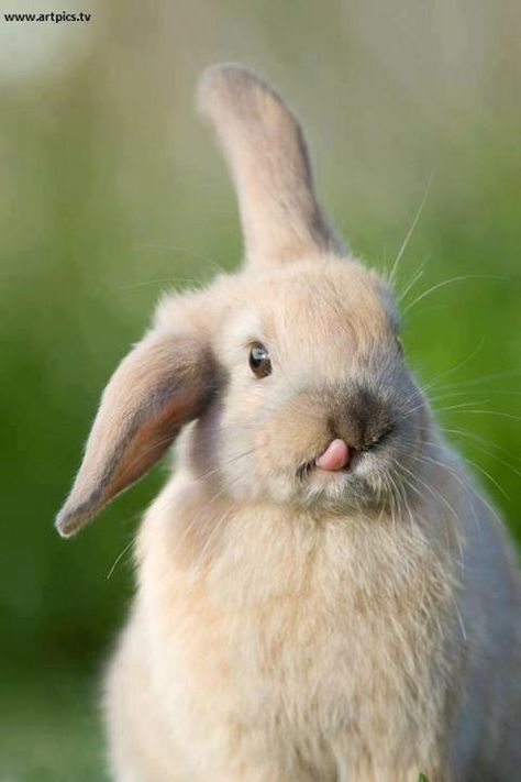 Khargosh Rabbits Photography, Rabbits Videos, Rabbits Drawing, Drawing Rabbits, Outdoor Rabbit, Crafts Outdoor, Rabbit Stuff, Lop Rabbit, Rabbit Accessories