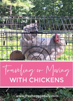 Chicken Coop And Run, Coop And Run, Chickens And Ducks, Moving Across Country, Live Chicken, Nest Boxes, Chicken Keeping, Moving Cross Country, Bunny Cages