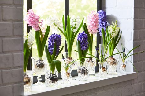 How to Force Hyacinth Bulbs in a Vase for Beautiful Winter Blooms Bulb Forcing, Hyacinth Bulbs, Forcing Bulbs, Indoor Plants Styling, Growing Bulbs, Fall Planting, Bulb Vase, House Plant Pots, Tulip Bulbs