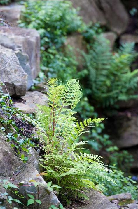 Tudor Landscaping, Grotto Garden, Zen Garden Backyard, Rock Wall Gardens, Rockery Garden, Shade Gardening, Flower Mosaic, Landscaping With Large Rocks Front Yard, Ferns Garden