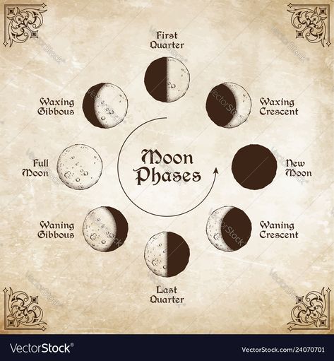 Moon Phases Circle, Poster Tattoo, Palmistry Hand, Moon Phases Art, John William Waterhouse, Boho Poster, Hand Art Drawing, Field Guide, Tapestry Design