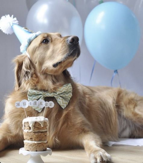 Dog Birthday Photoshoot, Dog Birthday Pictures, Golden Retriever Birthday, Dog First Birthday, Nemo Birthday, Dogs Stuff, Dog Photoshoot, Birthday Shoot, Puppy Birthday