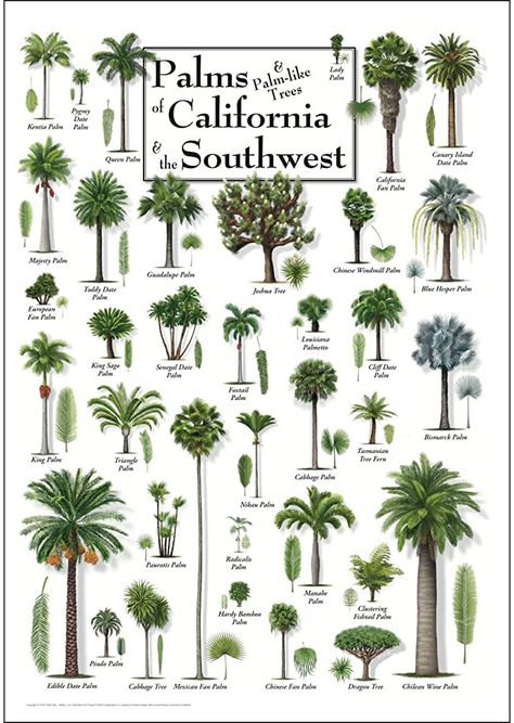 Majesty Palm, Florida Palm Trees, Palm Trees Landscaping, Florida Poster, California Backyard, Kentia Palm, California Palm Trees, Tropical Garden Design, Identify Plant