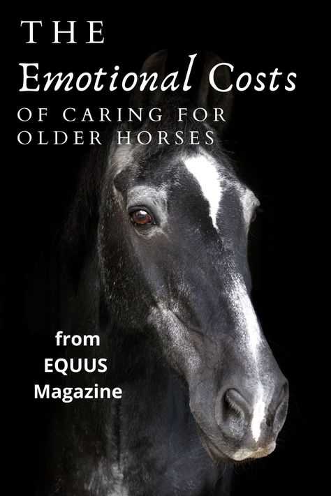 Senior Horse Care, How To Take Care Of Horses, Desensitizing Horses, Taking Care Of Horses, Taking Care Of Horses For Beginners, Horse Desensitizing, Horse Care Tips, Cute Ponies, Horse Owner