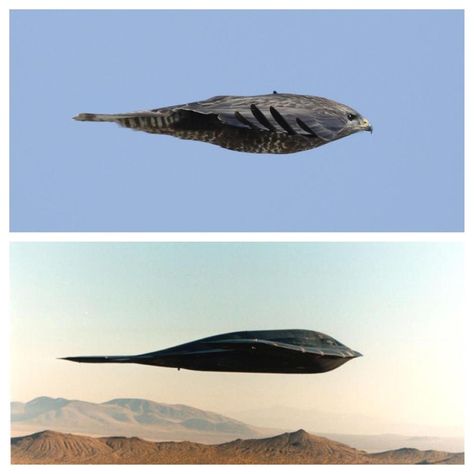 Nature-inspired design aka 'Biomimicry'  Bird = Common Buzzard Plane = Northrop Grumman B-2 Spirit Bionic Design, Peregrine Falcon, Peregrine, Aircraft Design, Nature Inspired Design, Fighter Planes, Science And Nature, Military Aircraft, The Sky