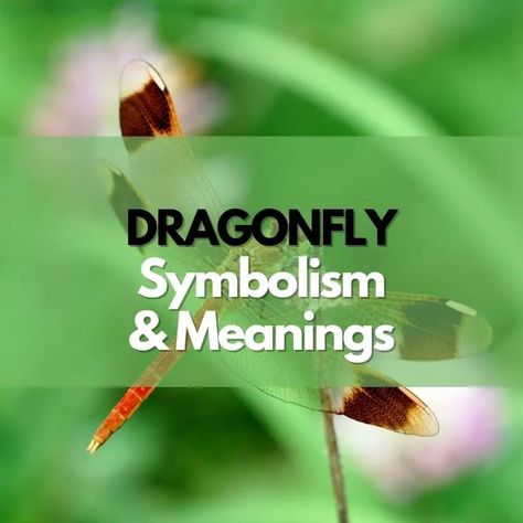 Dragonfly: Symbolism, Meanings, and History Dragonfly Tattoo Meaning, Meaning Symbols, Dragonfly Meaning, Dragonfly Symbolism, History Symbol, Beauty And Grace, Blue Dragonfly, Dragonfly Tattoo, Tattoo Meaning