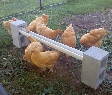 Get a feeder off the ground by using a vinyl gutter segment and cement blocks;  28 Cheap And Clever DIYs For People Who Raise Chickens Chickens Homestead, Chicken Feeder Diy, Backyard Chicken Coop Plans, Chicken Pen, Diy Chicken Coop Plans, Chicken Feeders, Backyard Chicken Farming, Chicken Life, Chicken Feeder