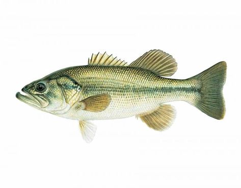 Largemouth bass Fish Illustrations, Artist Project, Smallmouth Bass, Bass Fish, Fish Illustration, Largemouth Bass, Fish Drawings, Sea Bass, Pretty Animals