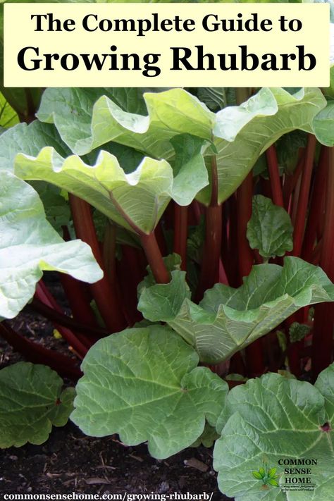 How To Grow Rhubarb, Grow Rhubarb, Growing Rhubarb, Rhubarb Plants, Organic Vegetable Garden, Veg Garden, Home Vegetable Garden, Kew Gardens, Flowers Wallpaper