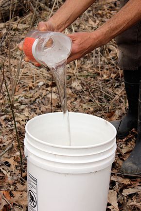 Walnut Syrup, Maple Syrup Taps, Make Syrup, Peach Moonshine, Food Grade Buckets, Peach Wine, Black Walnut Tree, Fruit Press, Moonshine Recipes