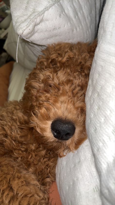 Golden doodle phopy loves using a pillow Golden Doodle Wallpaper, Preppy Golden Doodle, Golden Doodle With Hair Bows, Goldendoodle Cartoon Drawing, Golden Doodle Embroidery, Golden Doodle Puppy, Doodle Puppy, Cute Dog Photos, Photo Board