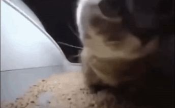 Chipi Chipi Chapa Chapa GIF - Chipi chipi Chapa chapa Cat - Discover & Share GIFs Cat Animated, Chapati, Cat Gif, Animated Gif, Cool Gifs, Gif