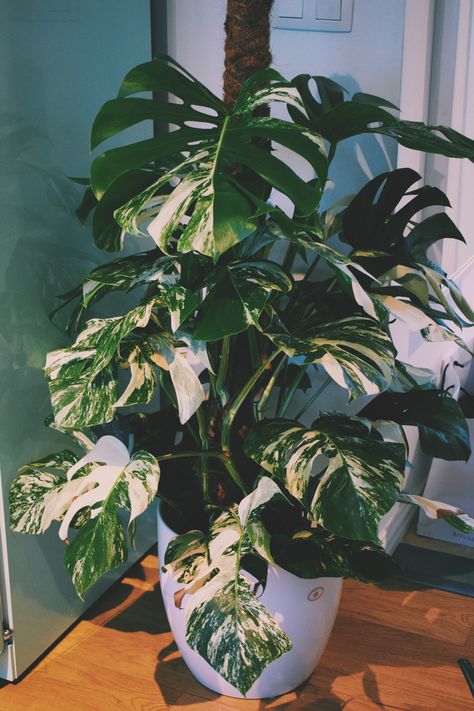 Monstera deliciosa variegata Indoor Tropical Plants, Indoor Plants Styling, Tropical House Plants, Plant Wishlist, Variegated Plants, Air Purifying Plants, Houseplants Indoor, Bedroom Plants, Interior Plants