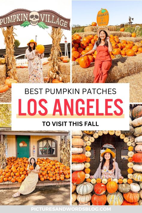 Looking for fun things to do in Los Angeles in fall? Check out this list of best Los Angeles pumpkin patches! Here are all the best pumpkin patches in LA (and around) to help you experience a bit of fall in California! Fall In California, Los Angeles Travel Guide, Cool Backdrops, Best Pumpkin Patches, Pumpkin House, Animal Experiences, Los Angeles Travel, Pumpkin Patches, Best Pumpkin