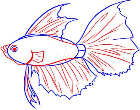 How To Draw A Betta, Step by Step, Drawing Guide, by Dawn | dragoart.com Beta Fish Drawing, How To Draw Fish, Fish Anatomy, Fish Stencil, Fish Sketch, Koi Fish Drawing, Drawn Fish, Fish Drawing, Fish Artwork