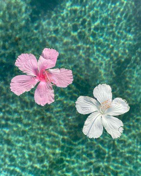 Hibiscus Flower, Hibiscus, Water, Flowers, Pink, Blue