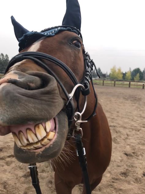 Horse Showing Teeth, Horse Pictures Funny, Horse Funny Pictures, Funny Horse Face, Silly Horse, Unusual Horse, Funny Horse Pictures, Cute Horse Pictures, Funny Horses