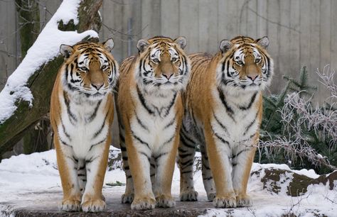 Three tigers | by ChristianHass Tiger Species, Amur Tiger, Serval Cats, Wild Animals Photography, Sand Cat, Bike Sketch, Cat Species, Tiger Pictures, Wild Animals Pictures