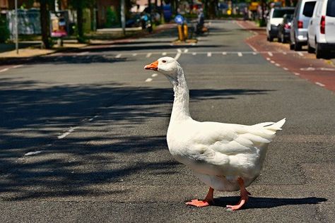 Geese Breeds, Duck Species, Trumpeter Swan, Backyard Flocks, Small Breed, Animals Of The World, Bird Species, Free Pictures, Free Photos