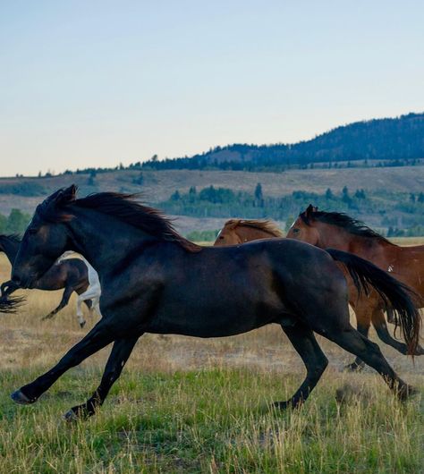 Horse Language, Horses Breeds, Horse Meme, Horse Hay, Wild Horses Running, Horse Story, Horse Running, I Follow Back, Black Horses