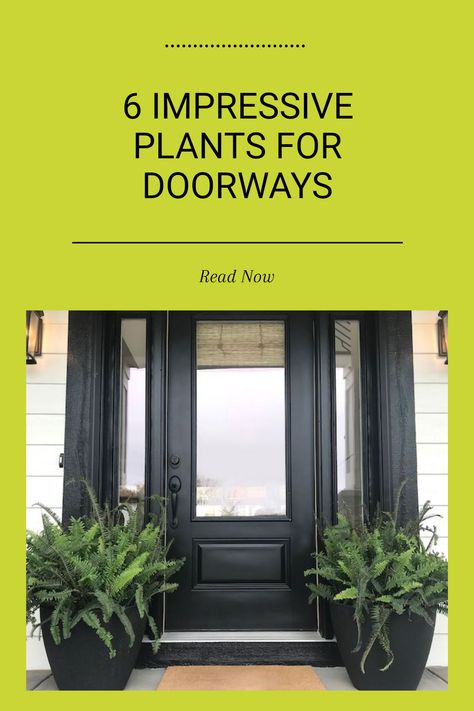 Transforming your front door and entrance with potted plants can truly enhance your home's inviting atmosphere. These 6 stunning plants are perfect for anyone looking to make a good first impression. Not only do they bring colour and life, but they can also reflect your personal style effortlessly. The Fiddle Leaf Fig, for instance, is visually appealing and easy to maintain. Explore our full article for additional ideas on making your entrance as stunning as the rest of your home while ensuring your plant choices suit your unique tastes. Apartment Entrance Door, Plants For Pots, Front Door Plants, Plants In Pots, Front Stoop, Ultimate Backyard, Ficus Lyrata, Rubber Tree, Citrus Trees