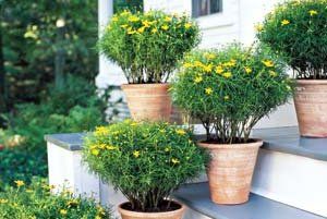 As these photos show, a garden can call for nothing more than a pot and a lush plant. Front Porch Steps, Container Gardening Flowers, Porch Steps, Container Gardens, Gardening Supplies, Container Plants, Front Garden, Garden Supplies, Outdoor Plants