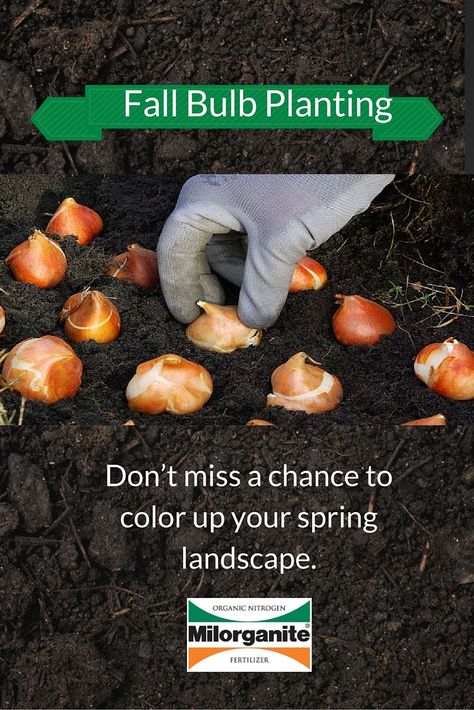 Get busy now planting spring flowering bulbs like daffodils, tulips, and hyacinths. Milorganite Fertilizer, When To Plant Tulips, Plant Tulips, Peony Bulbs, Hyacinth Plant, Planting Peonies, Fall Bulbs, Tulip Bulbs, Spring Flowering Bulbs