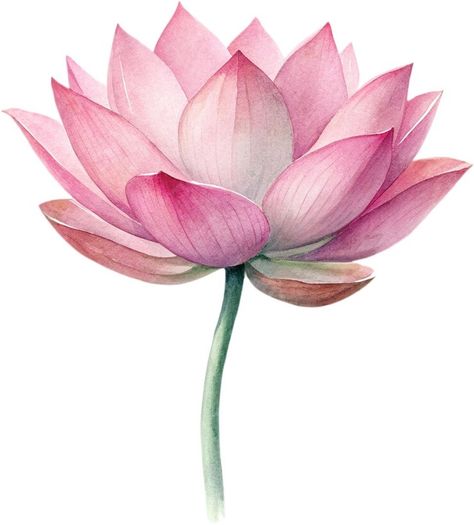 Premium PSD | A watercolor painting of a lotus flower Lotus Illustration, Watercolour Water, Lotus Watercolor, Abstract Lotus, White Color Background, Chart School, Lotus Flower Painting, Diwali Card, Watercolor Lotus