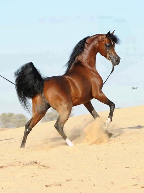 Stunning bay Arabian horse in the desert. Arabic Horse, Egyptian Arabian Horses, Arab Horse, Horses Arabian, Arabian Stallions, Gorgeous Horses, Beautiful Arabian Horses, Most Beautiful Horses, Most Beautiful Animals