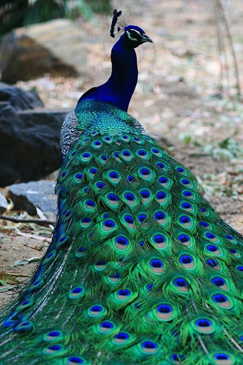 Cockpea Regnul Animal, Peacock Colors, Animale Rare, Airbrush Art, Exotic Birds, Pretty Birds, Colorful Birds, Peacocks, 귀여운 동물