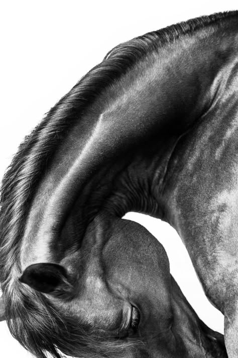 Equine Portraits, Equine Photographer, Horse Aesthetic, Charcoal Art, Horse Portrait, Equine Art, Equine Photography, Horse Photos, Black Horse