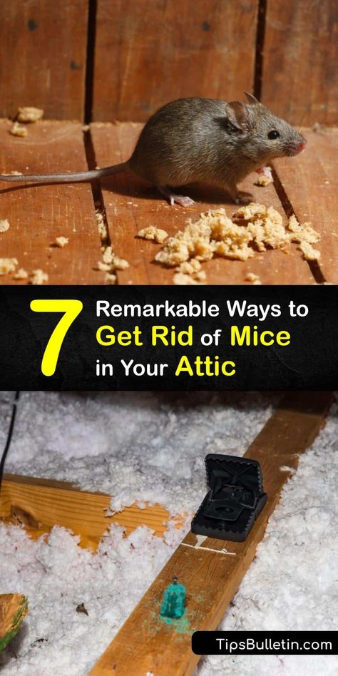 Tea Bags To Get Rid Of Mice And Spiders, Mouse Proofing House, How To Get Rid Of Rats In The House Fast, Diy Mouse Trap, Natural Rat Repellent, Mice Prevention, Mouse Trap Diy, Electric Mouse Trap, Get Rid Of Rats