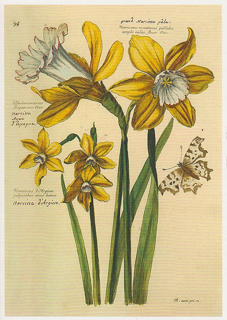 Narcissus Flower, Watercolor Flowers Tutorial, Science Illustration, Flower Drawing Design, Botanical Illustration Vintage, Botanical Drawings, Vintage Botanical, Botanical Flowers, Botanical Illustration